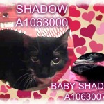SHADOW AND BABY SHADOW – A1063000, A1063007