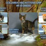 COLUMBIA AND KITTENS GRP – #K16-046000