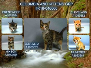 COLUMBIA AND KITTENS GRP - #K16-046000