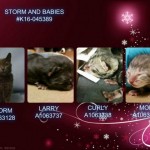STORM AND BABIES – #K16-045389