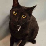MIDKNIGHT – A1068197