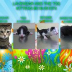 LAVENDER  AND THE TSS KITTENS – #K16-051074