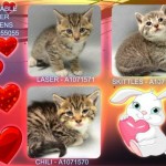 THE ADORABLE TIGER KITTENS – #K16-055055