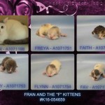 FRAN AND THE “F” KITTENS – #K16-054659