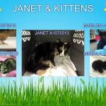 JANET & KITTENS – A1075513, A1075515, A1075516, A1075517, A1075518