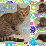 MAYBELLINE – A1074788 AND KITTENS A1074789, A1074790, A1074791