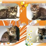 THE A NAME KITTENS – A1075120, A1075121, A1075122, A1075123