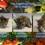 THE TABBY KITTENS – #K16-056609