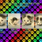 THE CUDDLY LONESOME FOUR – #K16-058416