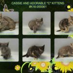 CASSIE AND ADORABLE “C” KITTENS – #K16-059361