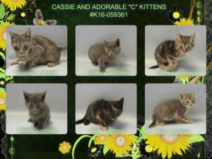 CASSIE AND ADORABLE "C" KITTENS - #K16-059361