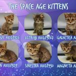 THE SPACE AGE KITTENS – A1078926, A1078927, A1078928, A1078929, A1078930, A1078931,