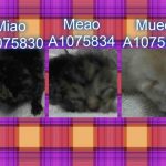 THE “M” KITTENS – A1075830, A1075834, A1075835