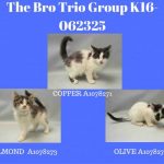 THE BRO TRIO GROUP – K16-062325