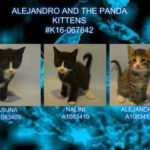ALEJANDRO AND THE PANDA KITTENS – #K16-067842