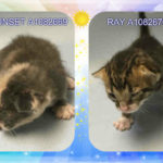 SUNSET – A1082669 AND RAY – A1082670