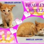 BRADLEY – A1087307  AND BRIELLE – A1087308