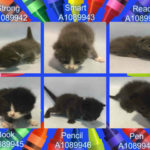 BACK TO SCHOOL KITTENS – A1089942, A1089943, A1089944, A1089945, A1089946, A1089947