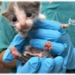 LITTLE MIKE – A1091012