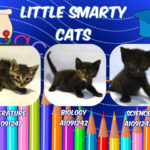LITTLE SMARTY CATS – A1091241 A1091242  A1091243