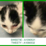 SWEETIE – A1090531 AND TWEETY – A1090532