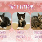 THE P KITTENS – A1091180, A1091181, A1091182