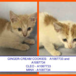 GINGER-CREAM COOKIES:   A1087733 and A1087734