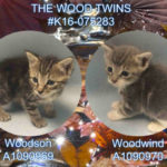 THE WOOD TWINS – #K16-075283