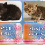 ANGIE – A1094481 AND MANDY – A1094482