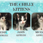THE CHILLY KITTENS – A1095315, A1095316, A1095318