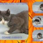 CONNIE AND KITTENS – A1094013, A1094014, A1094015, A1094017