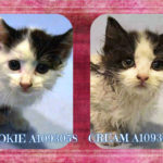 COOKIE – A1093058 AND CREAM – A1093059