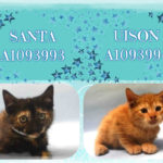 SANTA – A1093993 AND UISON – A1093994
