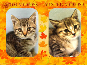 TOM - A1092088 AND MYSTEE - A1092089