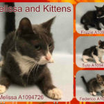 MELISSA – A1094726 AND KITTENS – A1094727, A1094729, A1094732