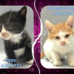 PIPPY – A1094751 AND LONGSTOCKING – A1094752