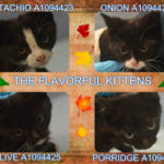 THE FLAVORFUL KITTENS – A1094423, A1094424, A1094425, A1094426