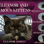 ELEANOR AND FAMOUS KITTENS – A1096277, A1096278, A1096279, A1096280, A1096281