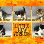 LITTLE NEW YORKERS – A1096621, A1096622, A1096623, A1096624, A1096625