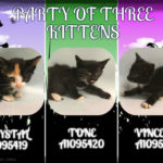 PARTY OF THREE KITTENS – A1095419, A1095420, A1095421