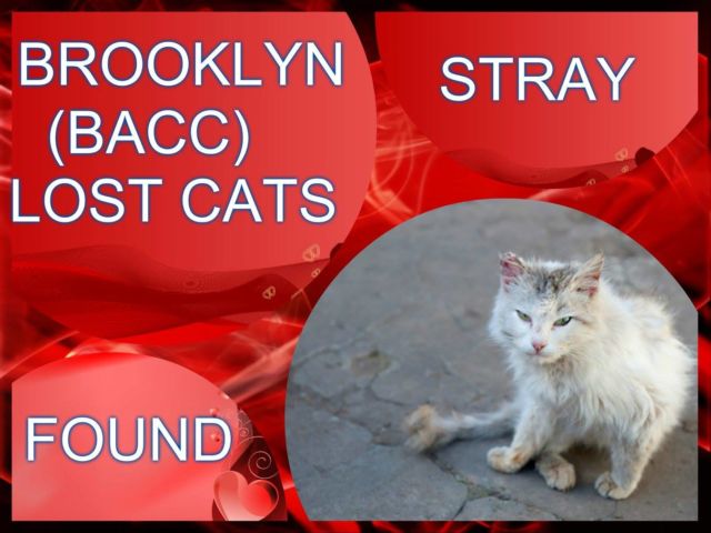 stray-cat-bacc