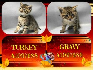 TURKEY - A1097688 AND GRAVY - A1097689
