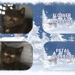 FLOWER – A1099506 AND PETAL – A1099507