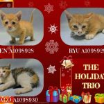 THE HOLIDAY TRIO – A1098928 A1098929 A1098930