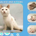 ANALIESE AND KITTENS – A1104300, A1104305, A1104306, A1104307