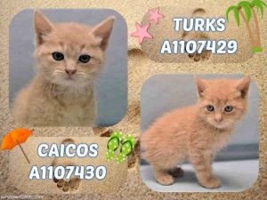 TURKS - A1107429 AND CAICOS - A1107430