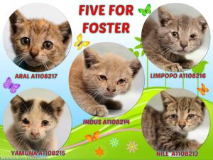 FIVE FOR FOSTER - A1108213, A1108214, A1108215, A1108216, A1108217