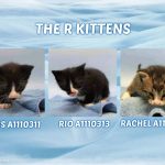 THE R KITTENS – A1110311, A1110313, A1110315