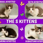 THE S KITTENS – A1107750, A1107751, A1107752, A1107753