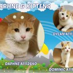 DAPHNE AND KITTENS – A1112640, A1112638, A1112639
